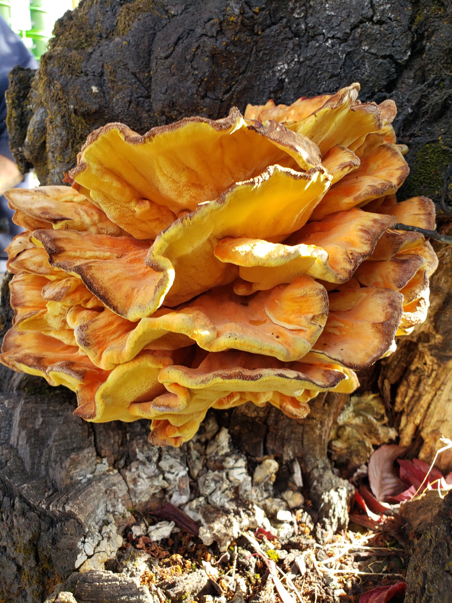 Dried Chicken of the Woods - Laetiporus gilbertsonii - 4oz