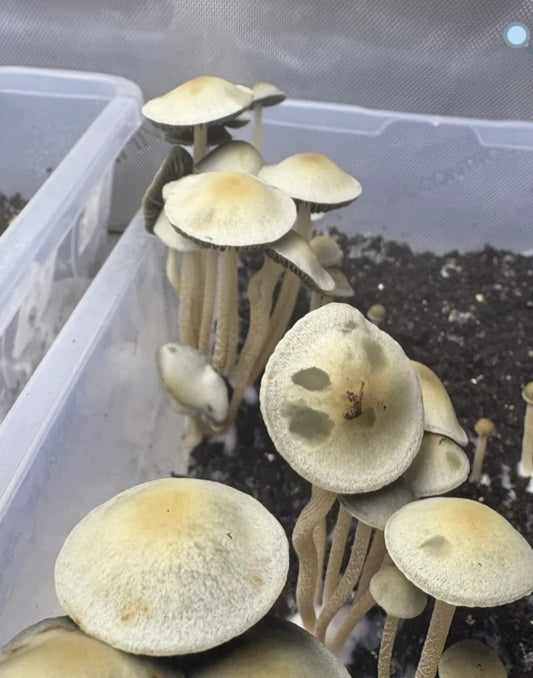 10mL Panaeolus cyanescens var. Naolinco