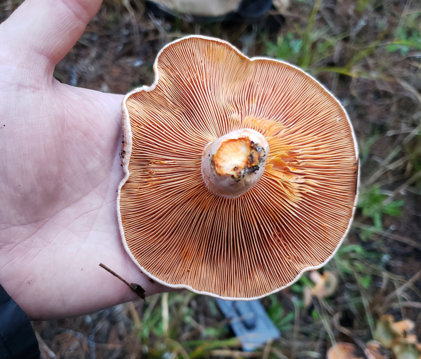 Dried Saffron Milkcap - Lactarius deliciosus - 1oz