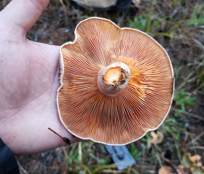 Dried Saffron Milkcap - Lactarius deliciosus - 1oz