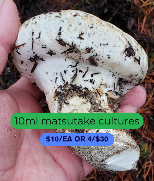 10mL Liquid Culture: Tricholoma murrillianum - Matsutake